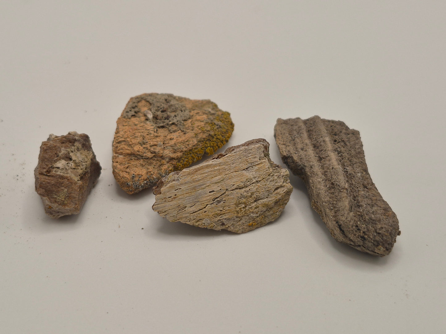 Bundle of 4 Hadrosaur Jaw pieces(Judith River)