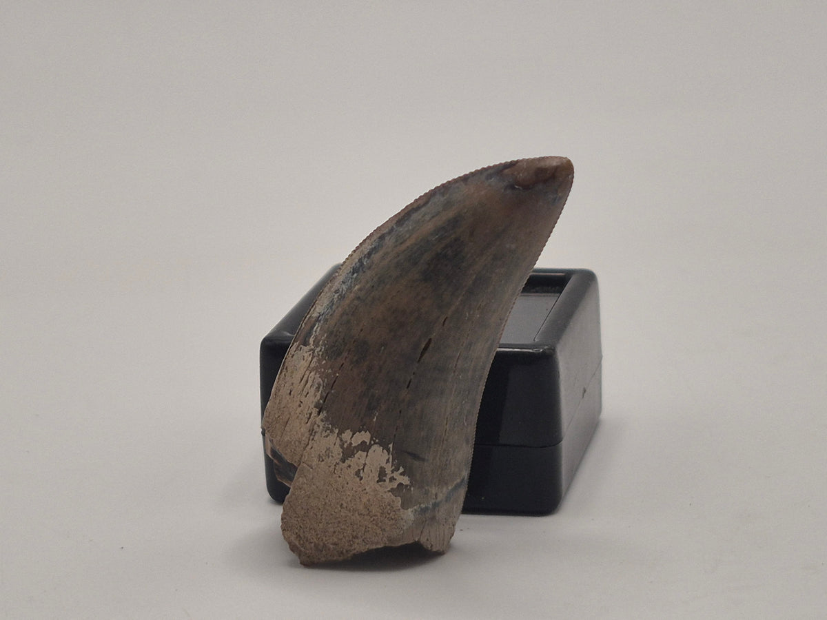 1.76" Tyrannosaur Tooth (Judith River)
