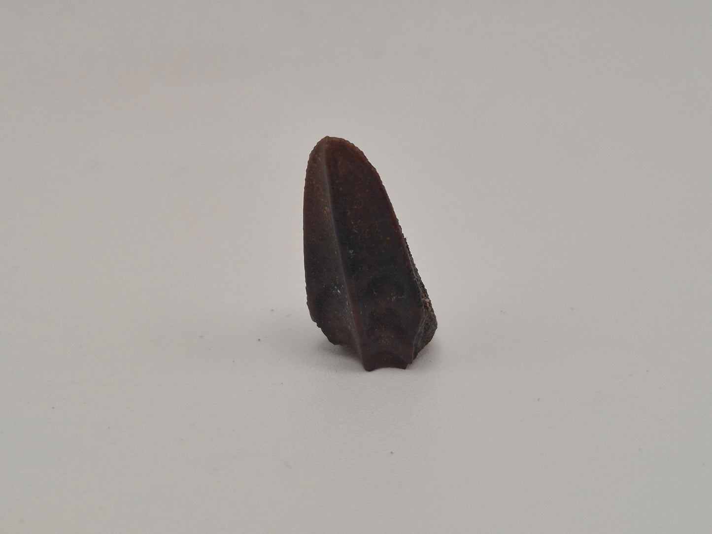 0.87" Hadrosaur Tooth (Judith River)
