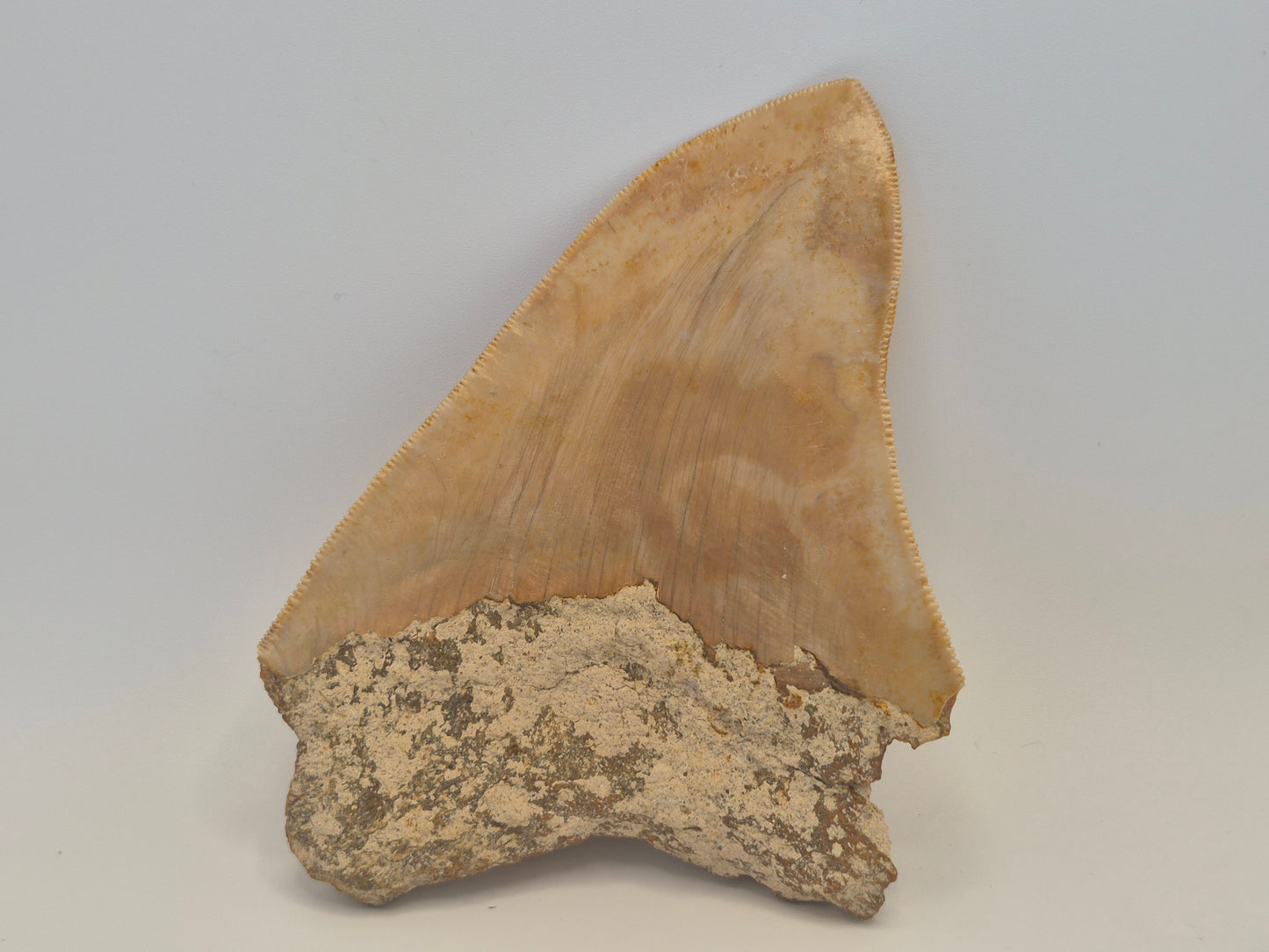 4.7" Megalodon Tooth(Indonesia)
