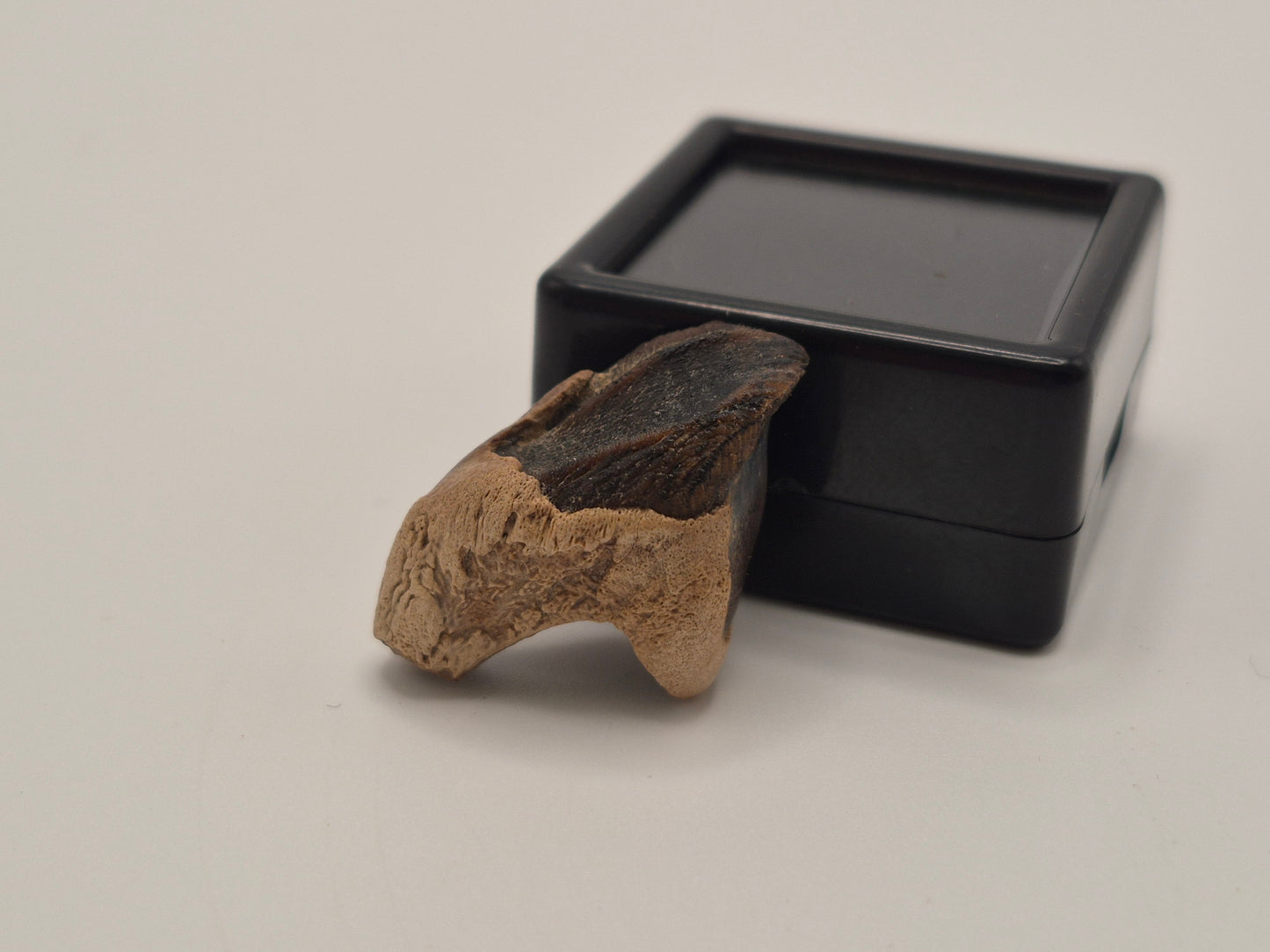 1" Ceratopsian Tooth(Judith River)