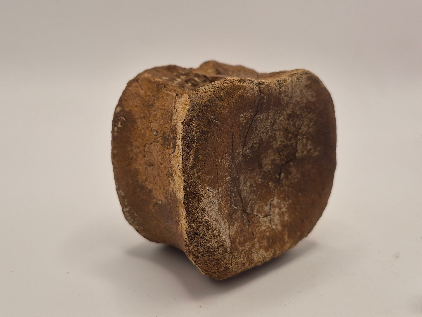 3.08" Hadrosaur Vertebrae (Judith river)