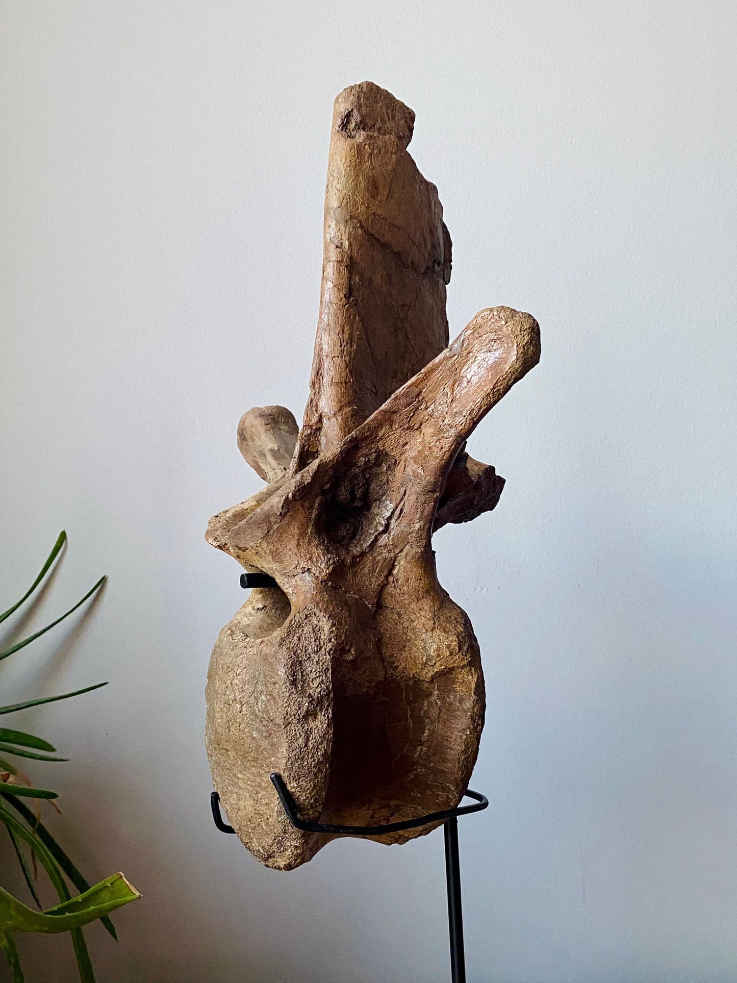14.5" Tyrannosaurus Vertebrae (Judith River)