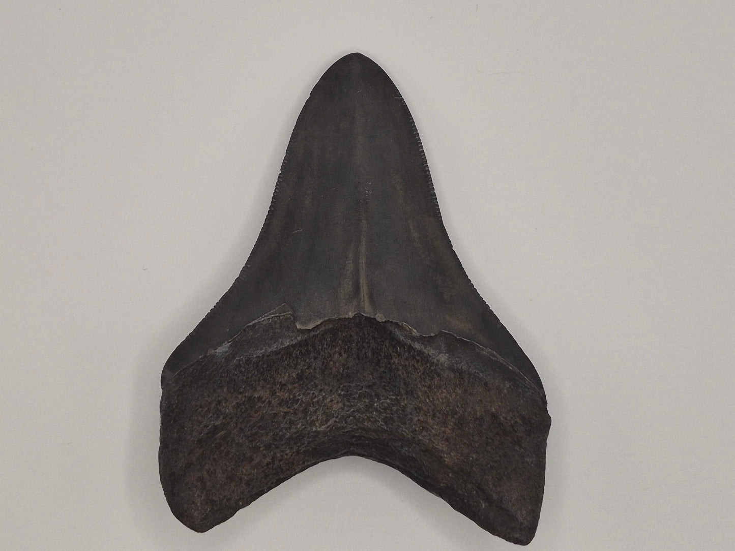 3.8" Megalodon Tooth(Georgia)