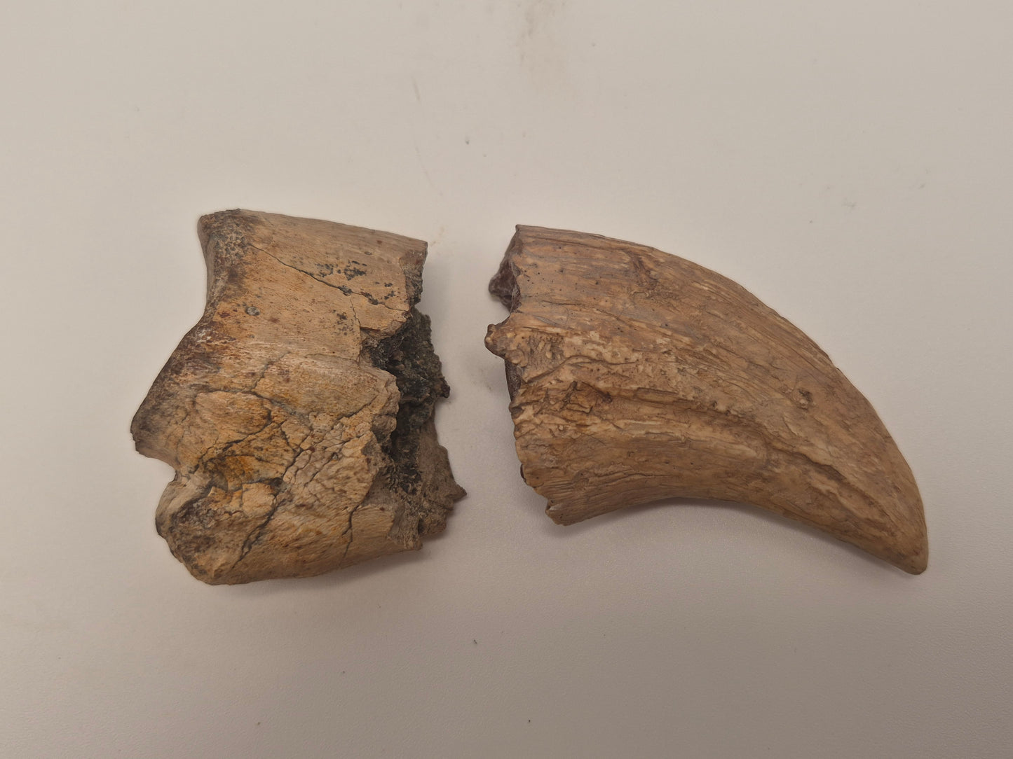 3.89" Tyrannosaur Hand Claw(Judith River)