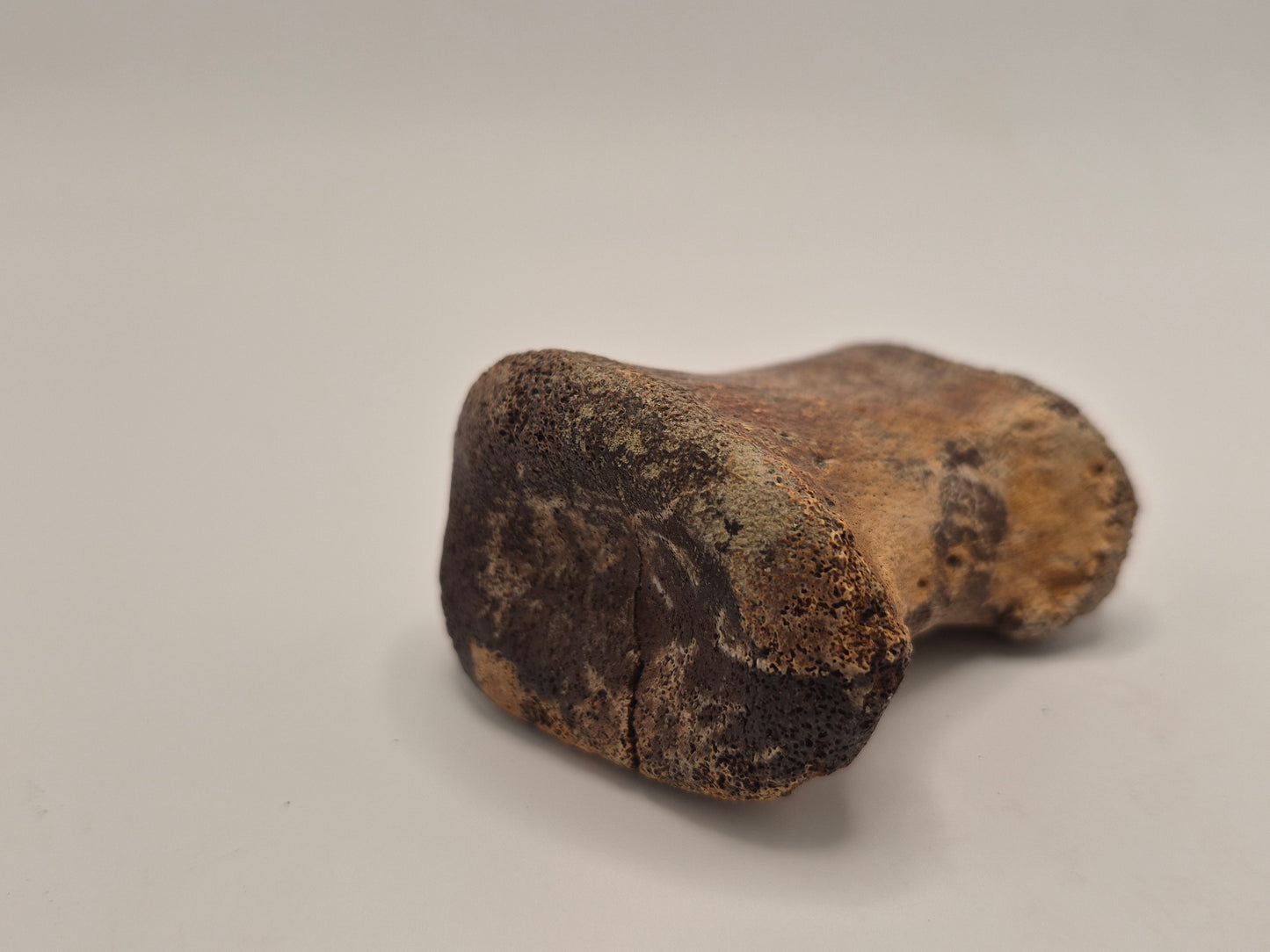2.5" Hadrosaur Toe Bone (Judith River)