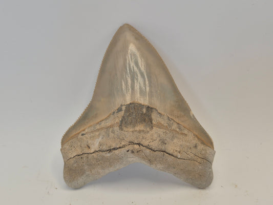3.4" Megalodon Tooth(Lee Creek Mine)