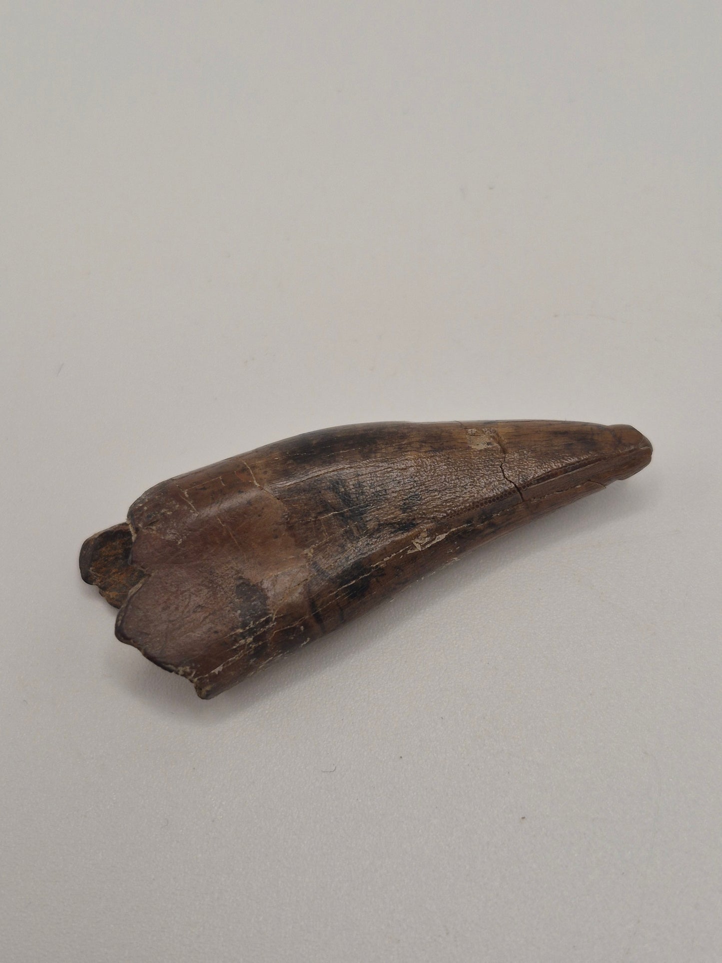 2.25" Tyrannosaurus Premax Tooth (Judith River)