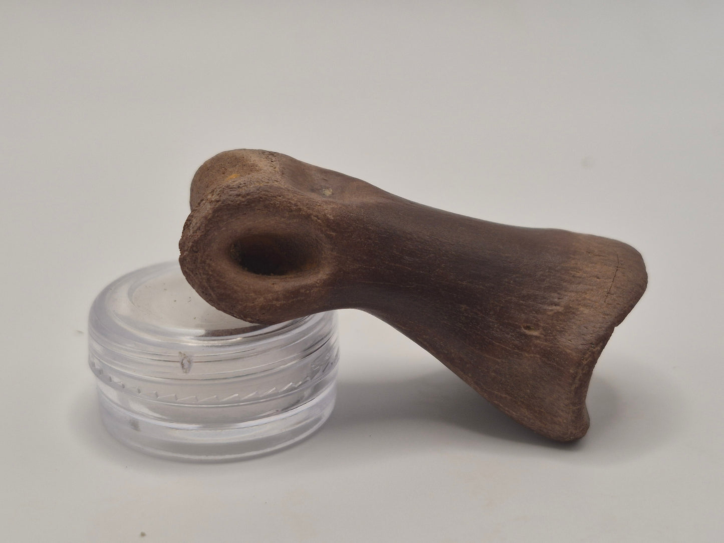 2.15" Juvenile Tyrannosaur Toe Bone(Judith River)