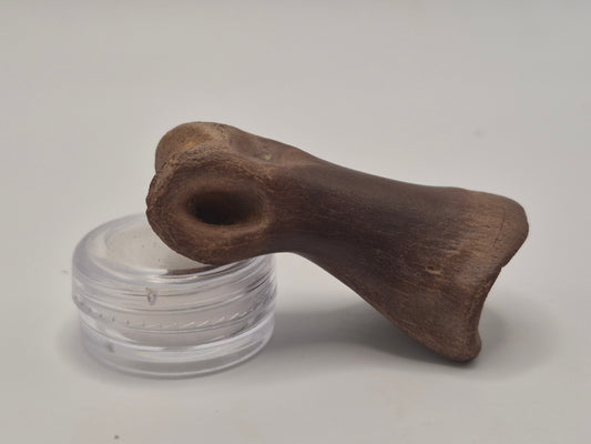 2.15" Juvenile Tyrannosaur Toe Bone(Judith River)