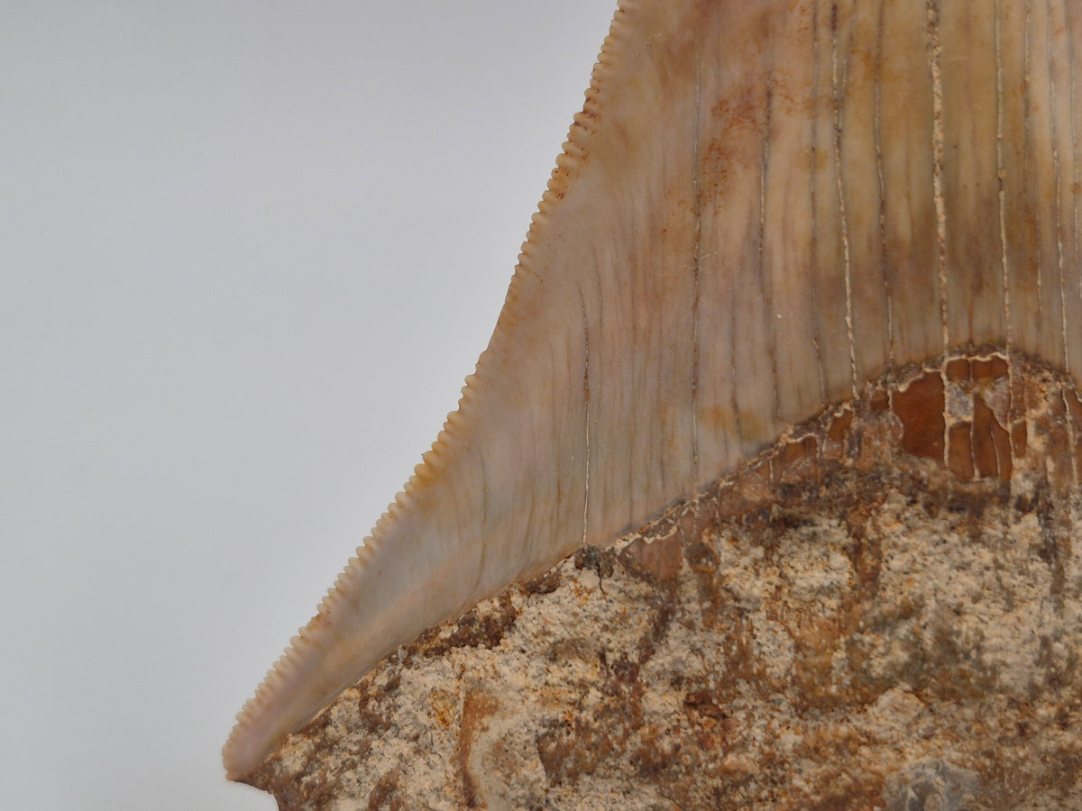 4.01" Megalodon Tooth (Indonesia)