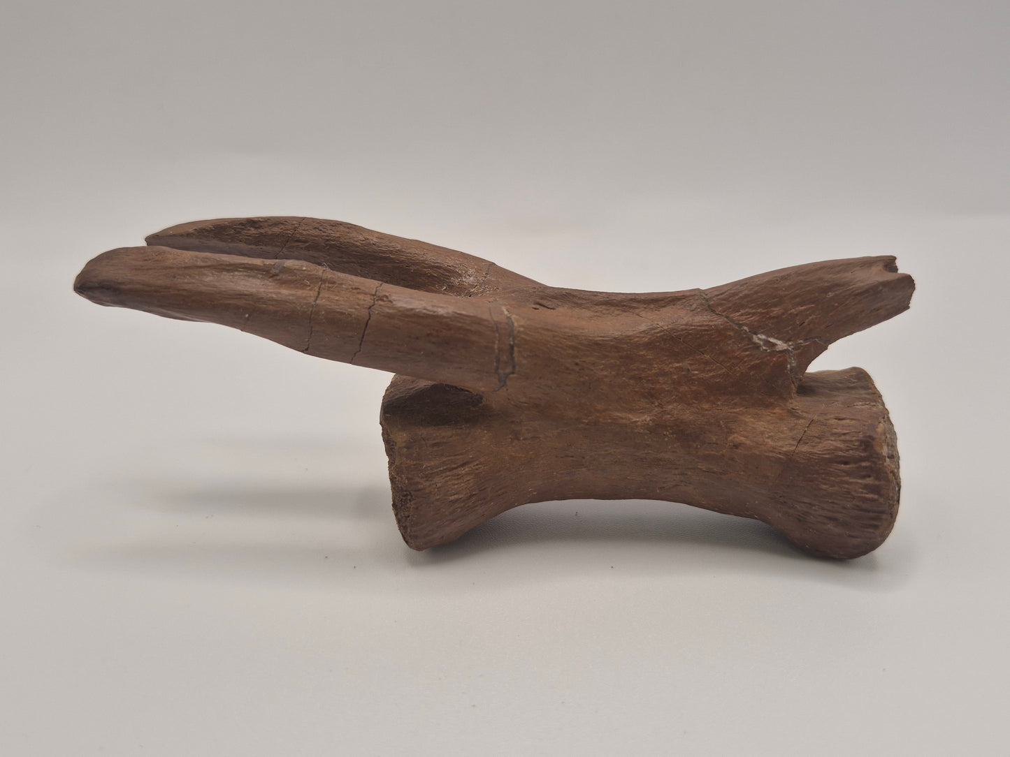 4.43" Tyrannosaur caudal (tail) vertebra(Judith River)