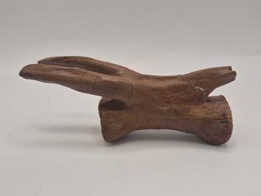 4.43" Tyrannosaur caudal (tail) vertebra(Judith River)