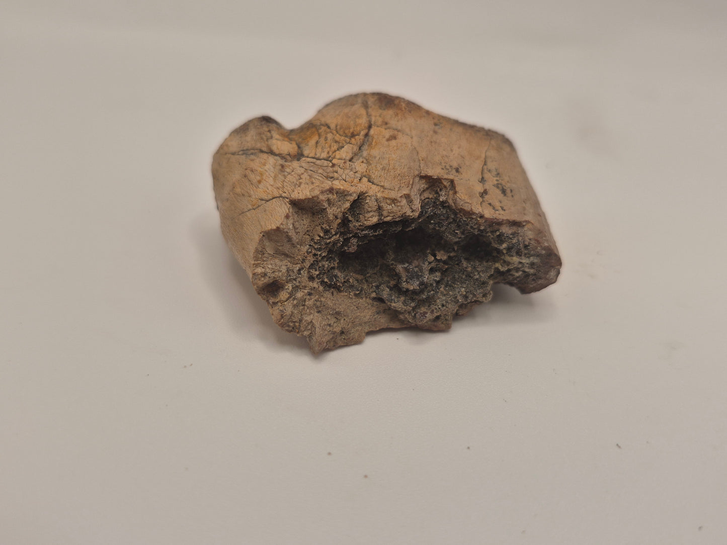 3.89" Tyrannosaur Hand Claw(Judith River)