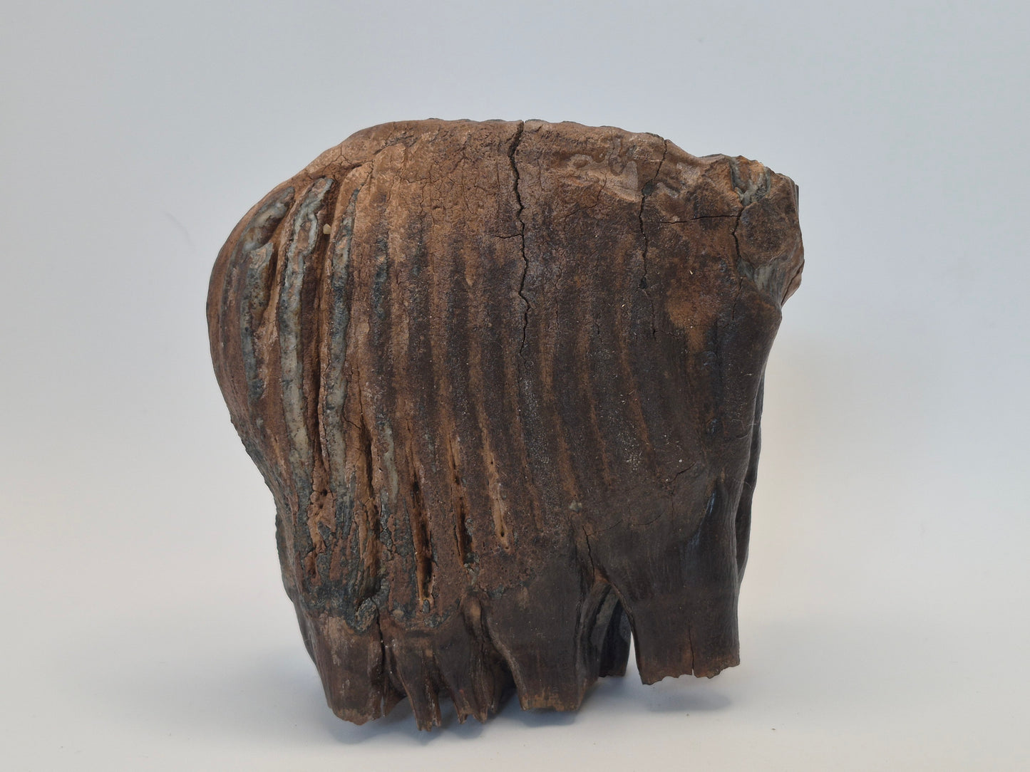 4.5" Mammoth Molar(Alaska)
