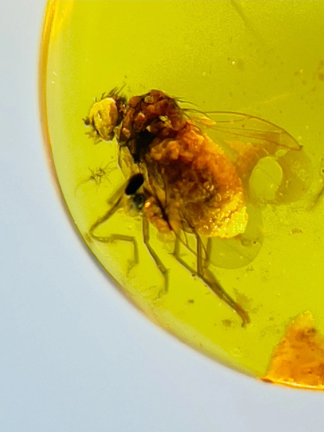 Muscomorpha Fly in Burmese Amber