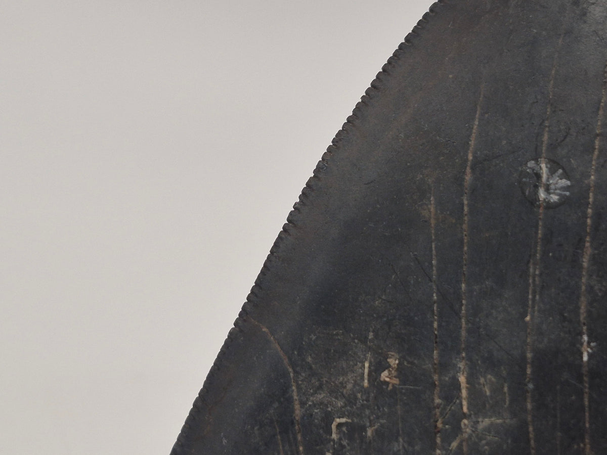 3.01" Megalodon Tooth (Georgia)