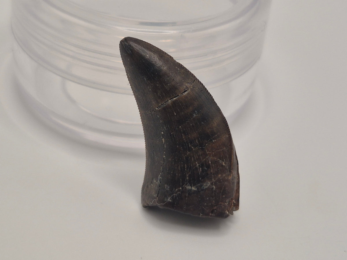 1.06" Tyrannosaur Tooth(Judith River)