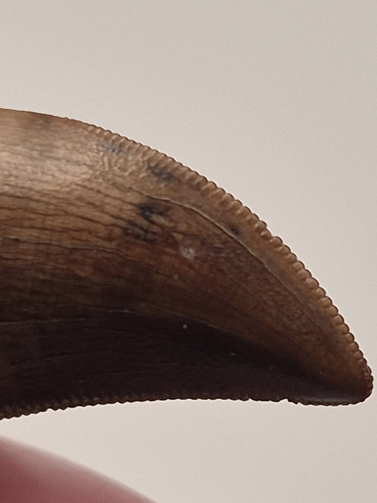 0.89" Juvenile Tyrannosaur Tooth(Judith River)