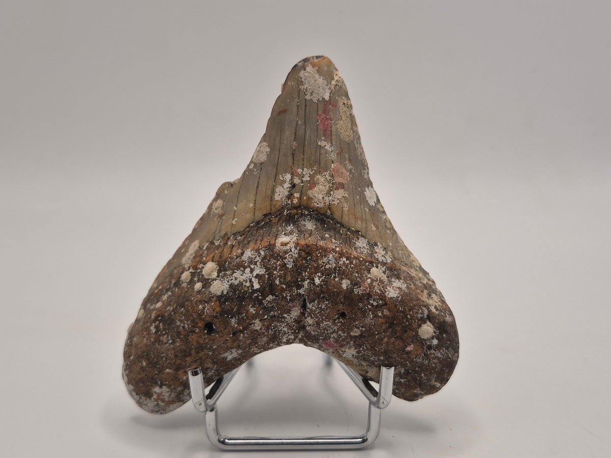 3.75" Megalodon Tooth (North Carolina)