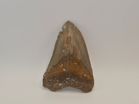 3.51" Megalodon Tooth (North Carolina)