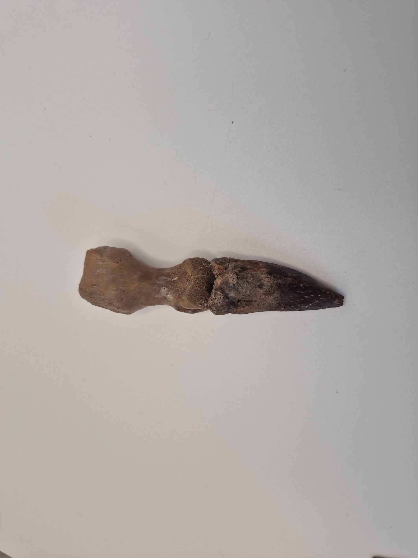 3.8" Turtle Finger/Claw (Judith River)
