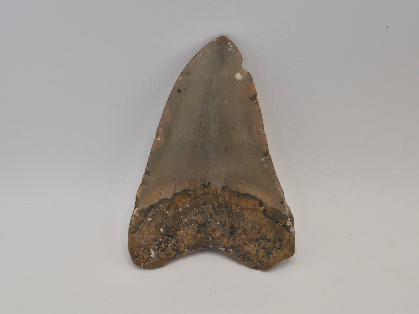 3.51" Megalodon Tooth (North Carolina)