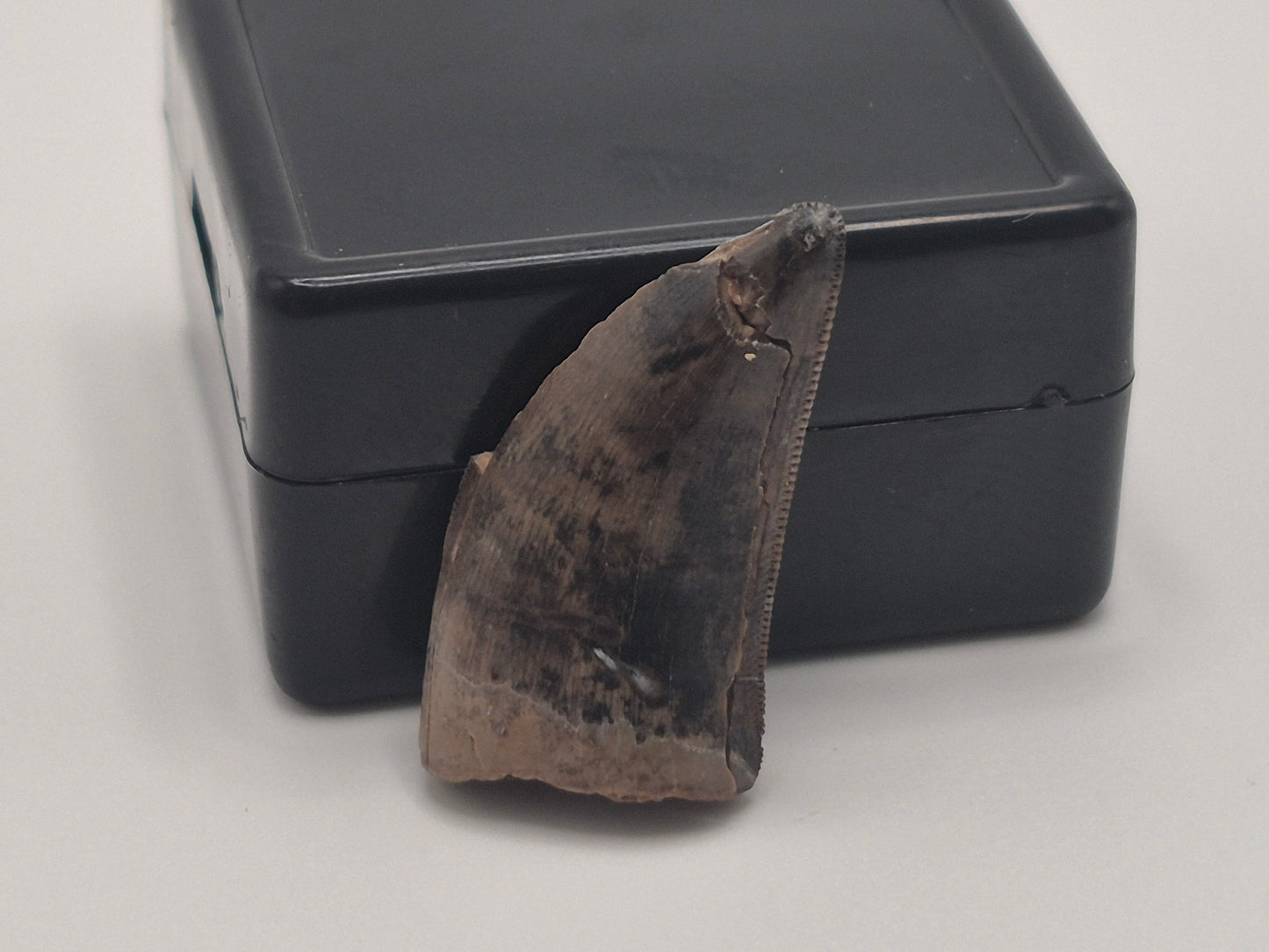 O.89" Tyrannosaur Tooth (Judith River)