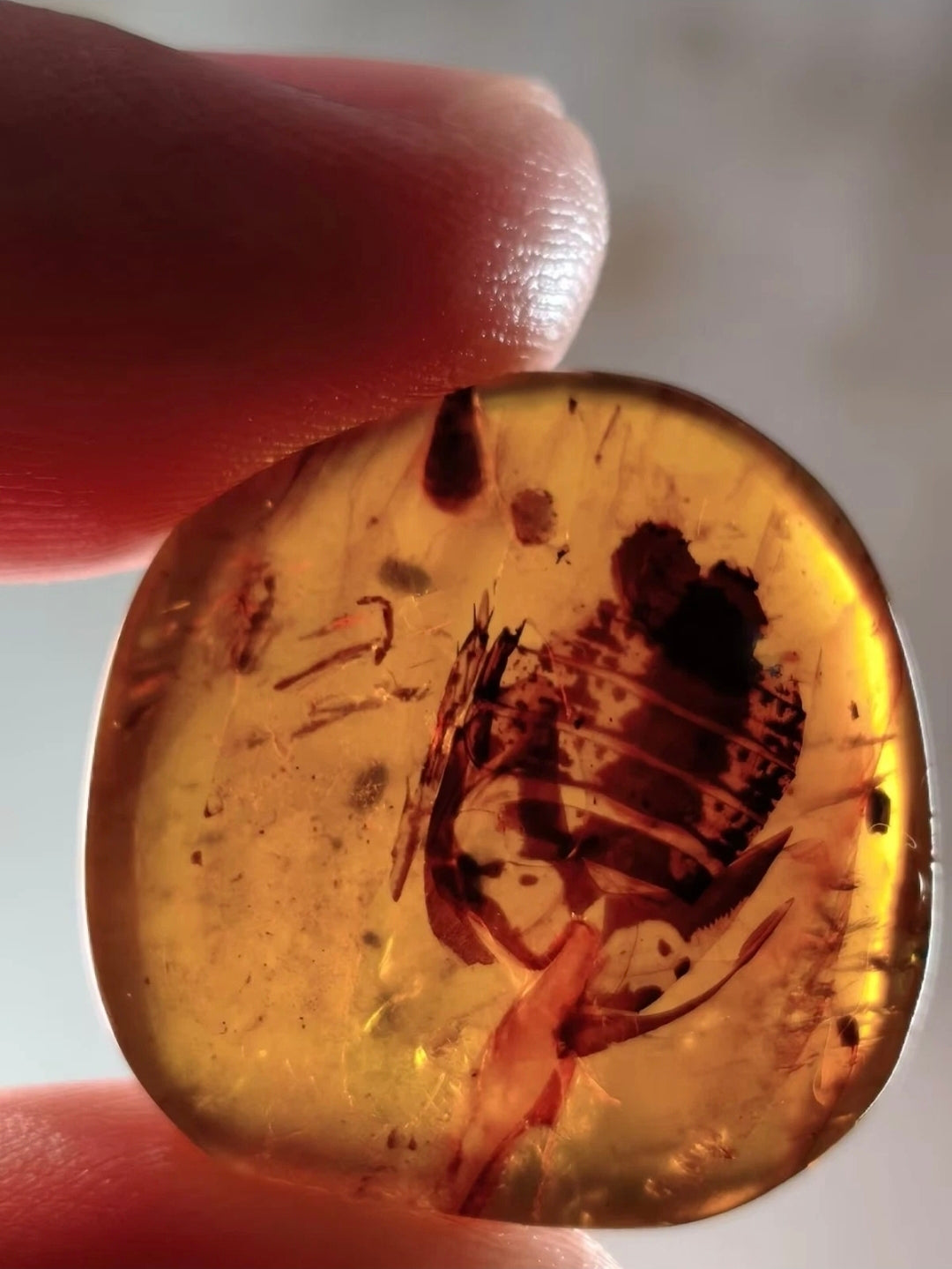Large Roach in Burmese Amber