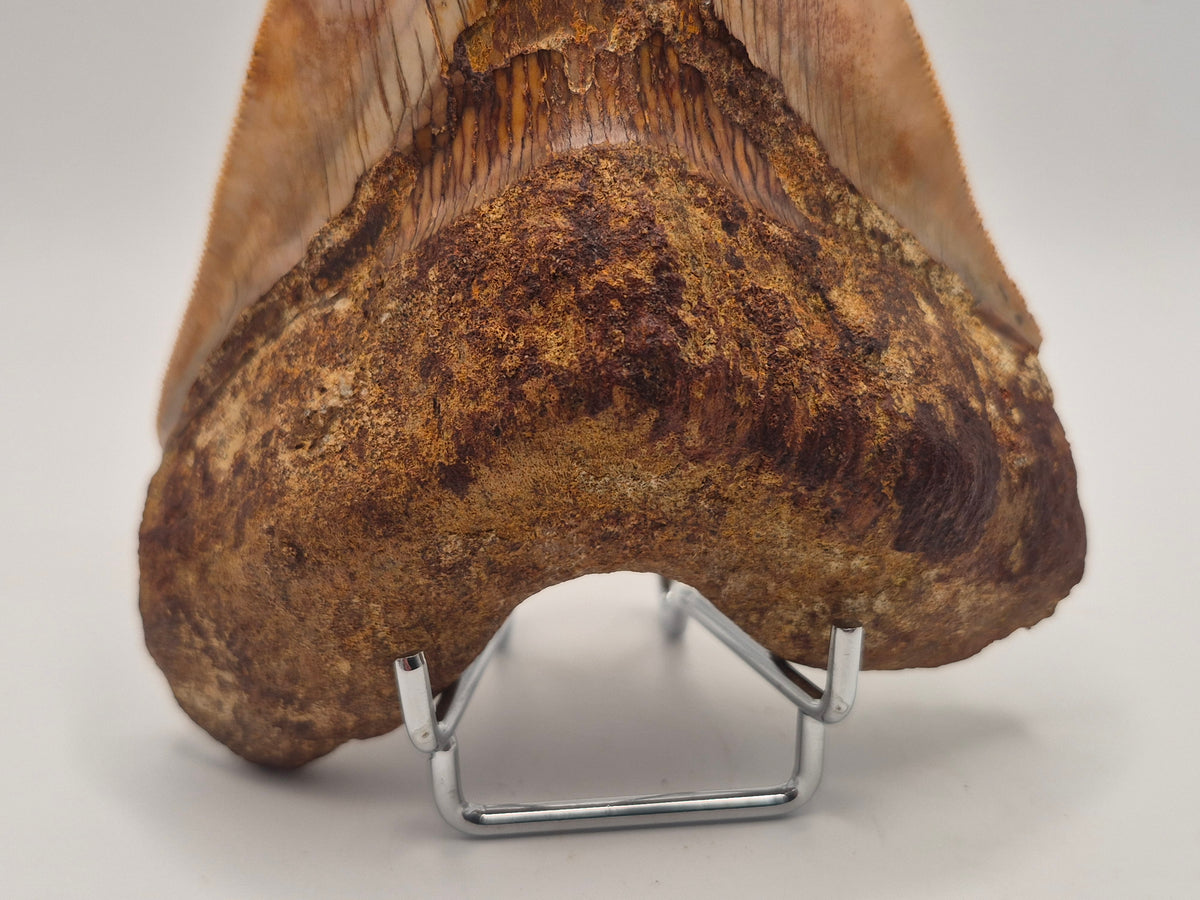 6.03" Megalodon Tooth (Indonesia)