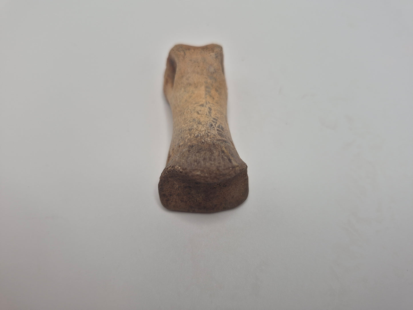 2.1" Juvenile Tyrannosaur Toe Bone (Judith River)