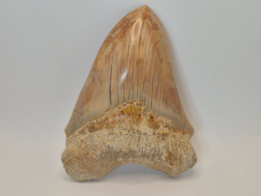 5.05" Megalodon Tooth(Indonesia)