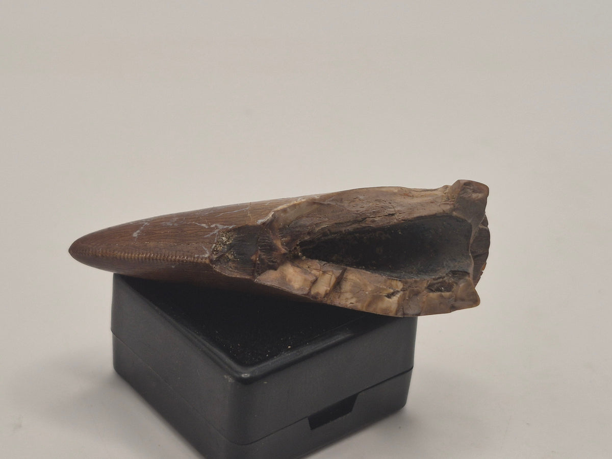 2.02" Tyrannosaur Tooth (Judith River)
