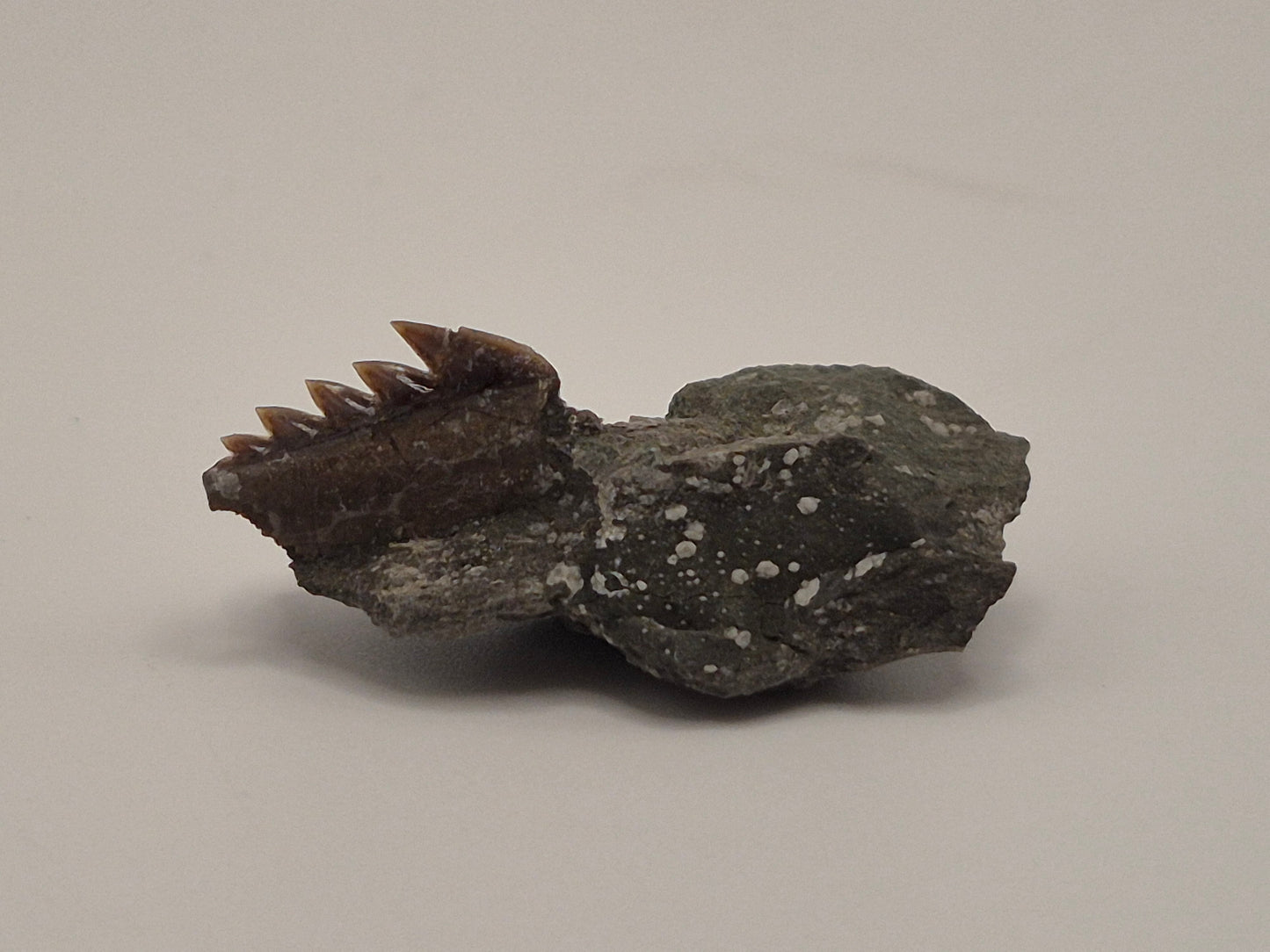 0.43" Hexanchus Microdon Lower Tooth (Hornby Island)