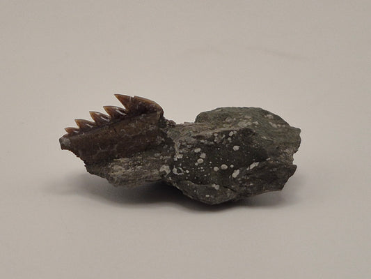 0.43" Hexanchus Microdon Lower Tooth (Hornby Island)