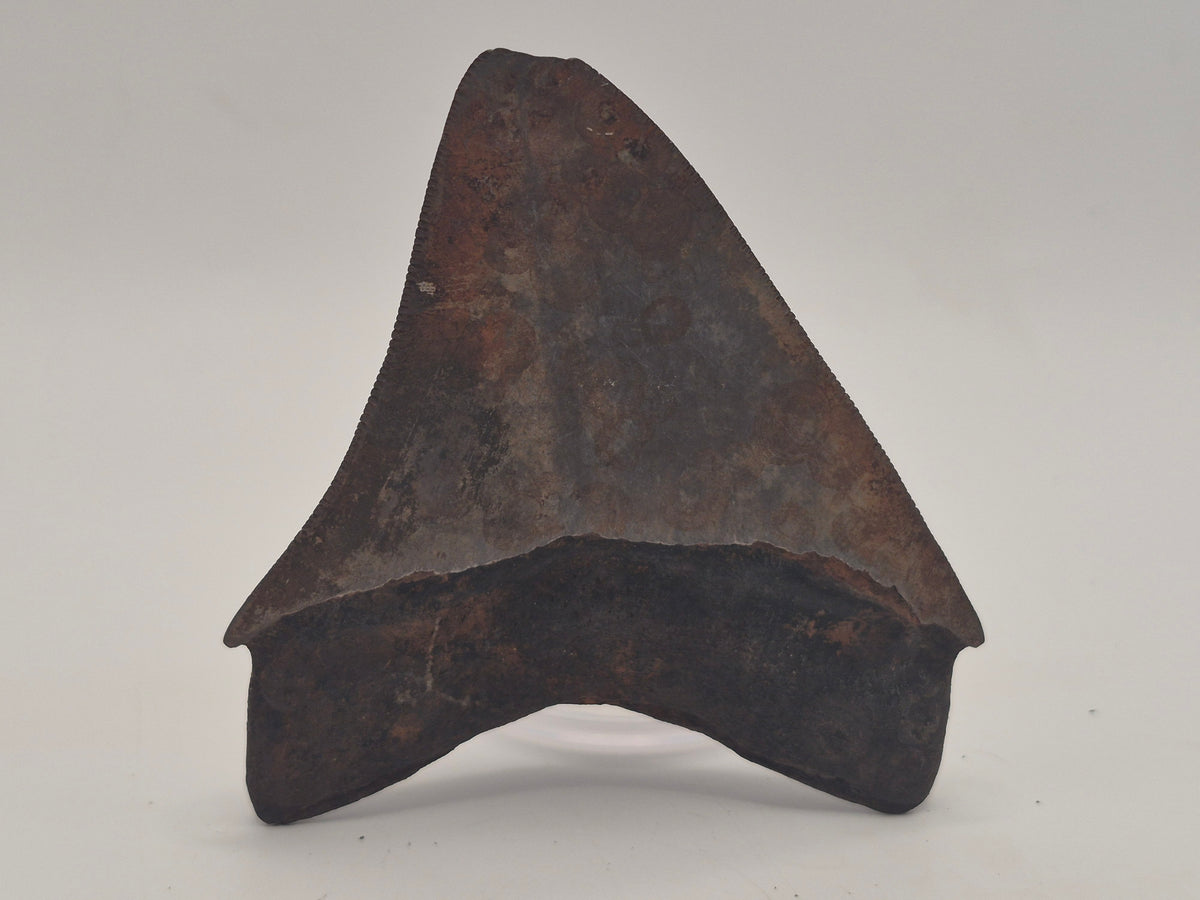 3.23" Megalodon Tooth (Georgia)