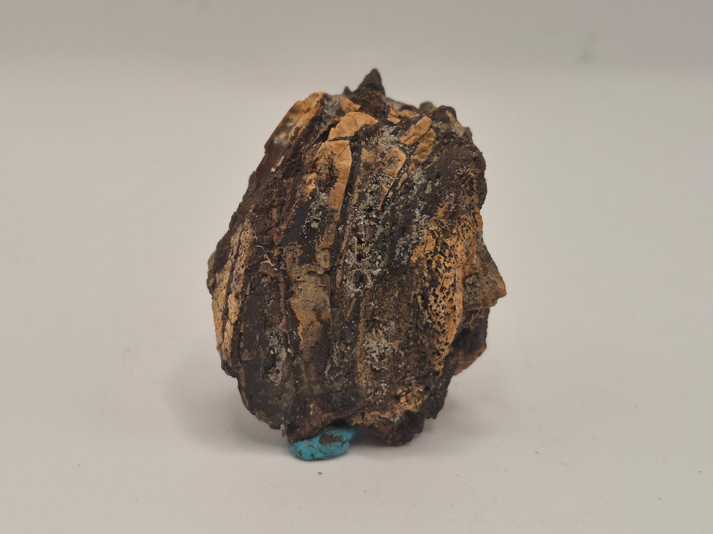 1.59" Hadrosaur jaw W/ Embedded Teeth(Judith River)