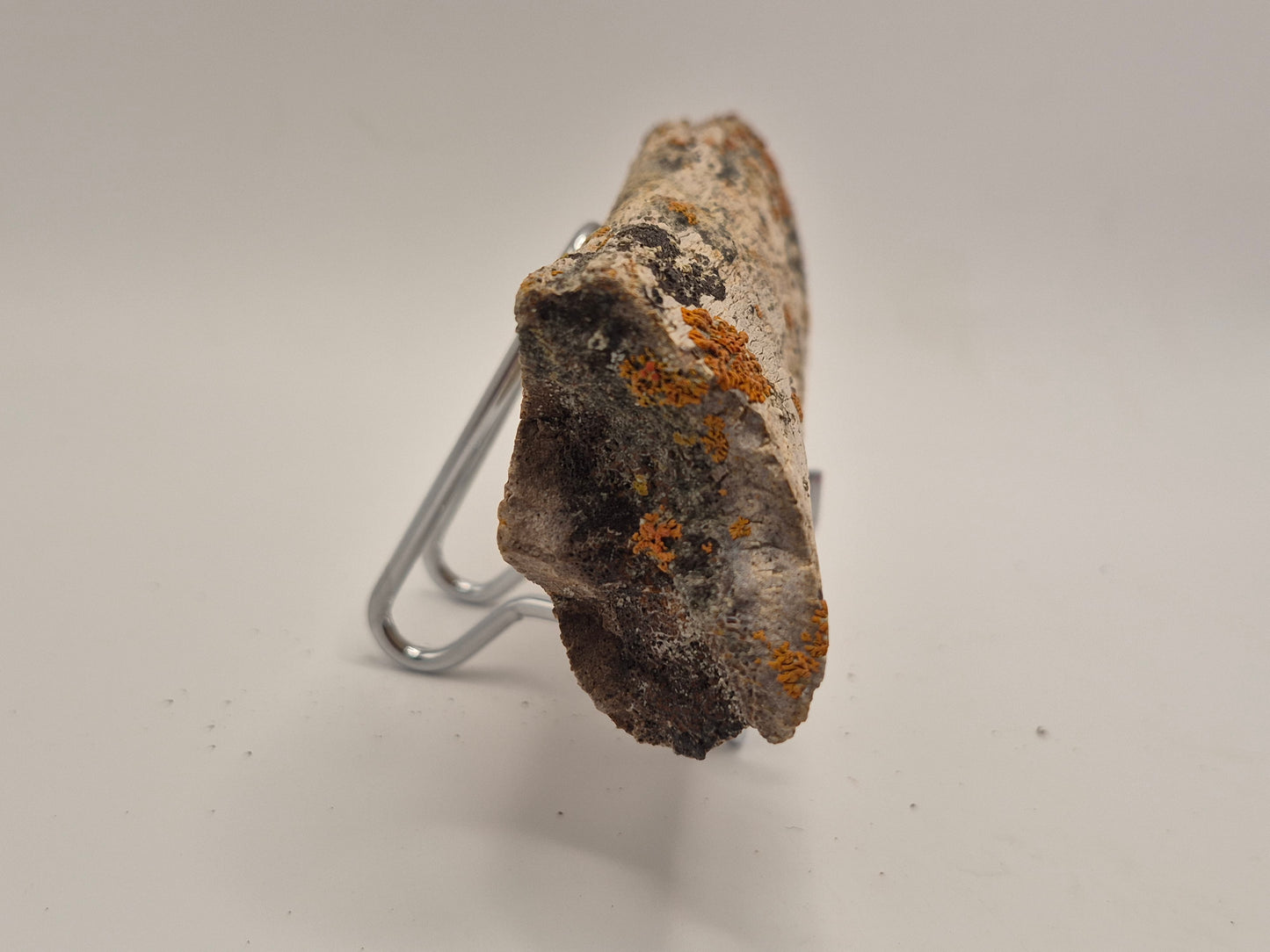 4.96" Dinosaur Rib Bone (Judith River)
