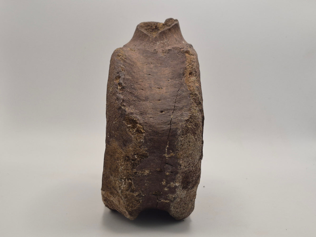 7" Hadrosaur Vertebrae (Judith River)