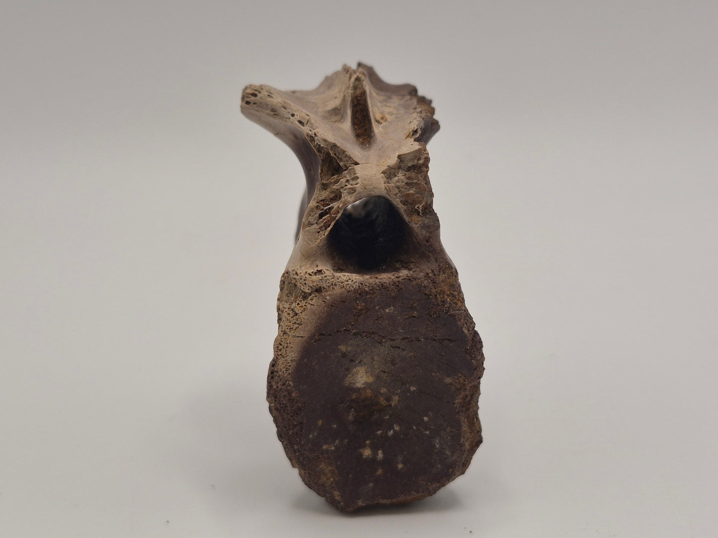 Juvenile Tyrannosauridae indet. Anterior Caudal Vertebra (Judith river)