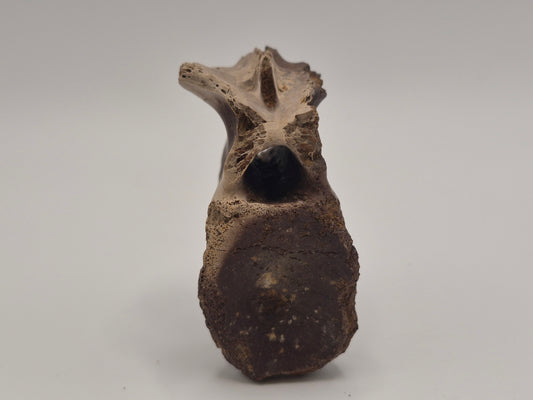Juvenile Tyrannosauridae indet. Anterior Caudal Vertebra (Judith river)