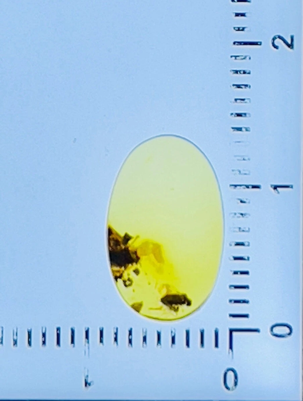 Muscomorpha Fly in Burmese Amber