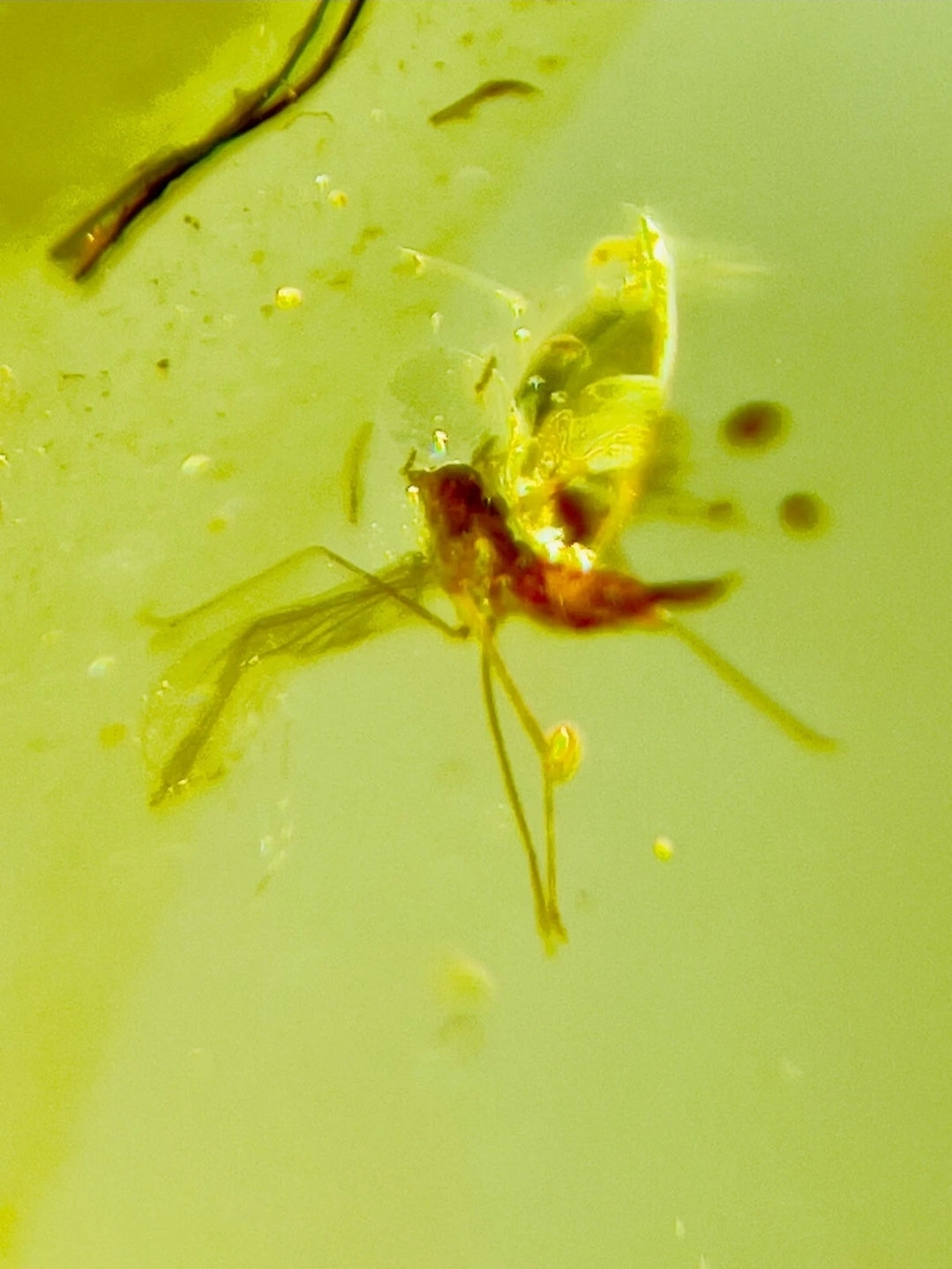 Bugs in Burmese Amber