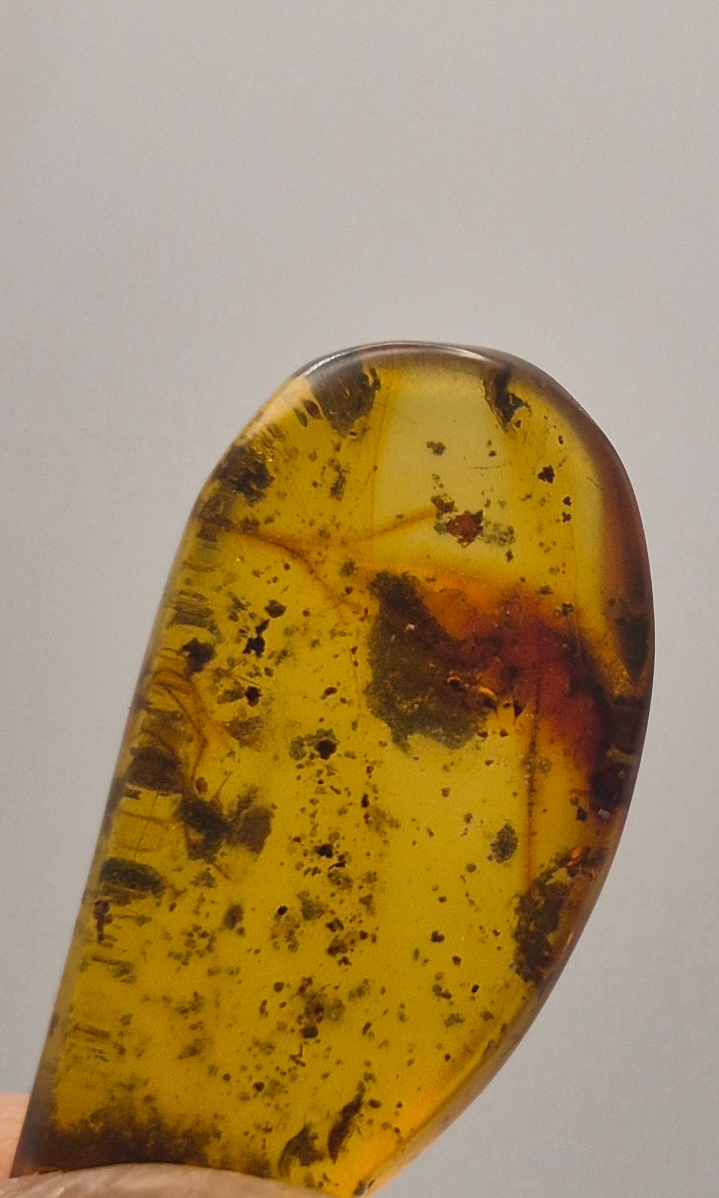 Wasp in Burmese Amber