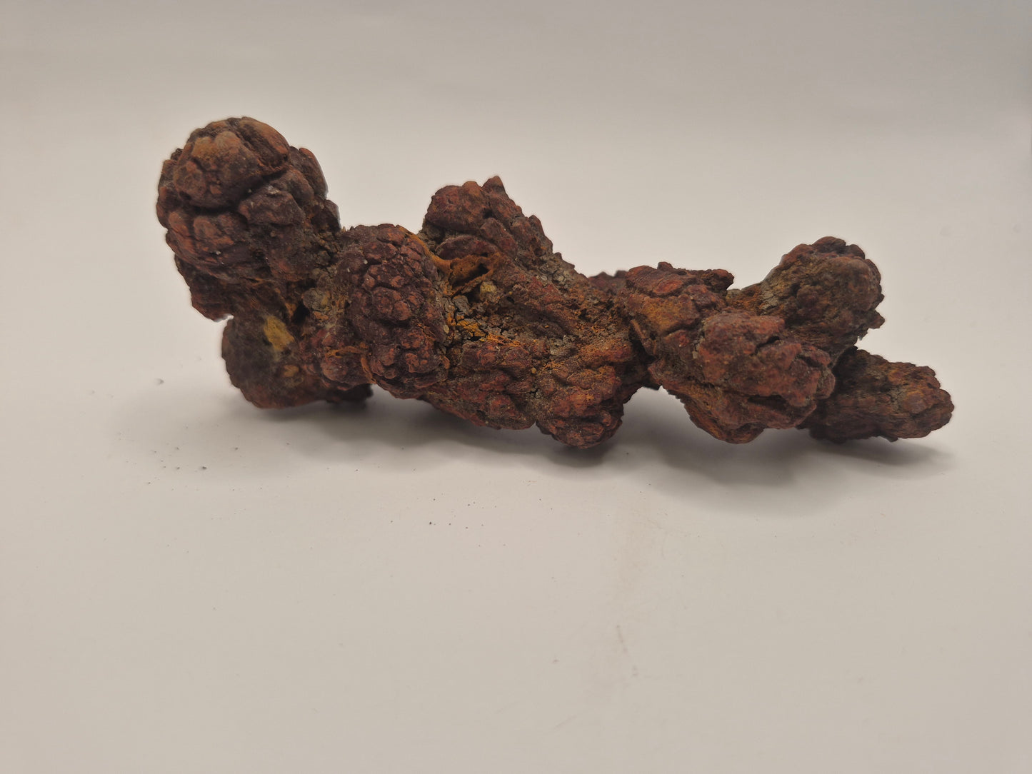 4.59" Coprolite (Madagascar)