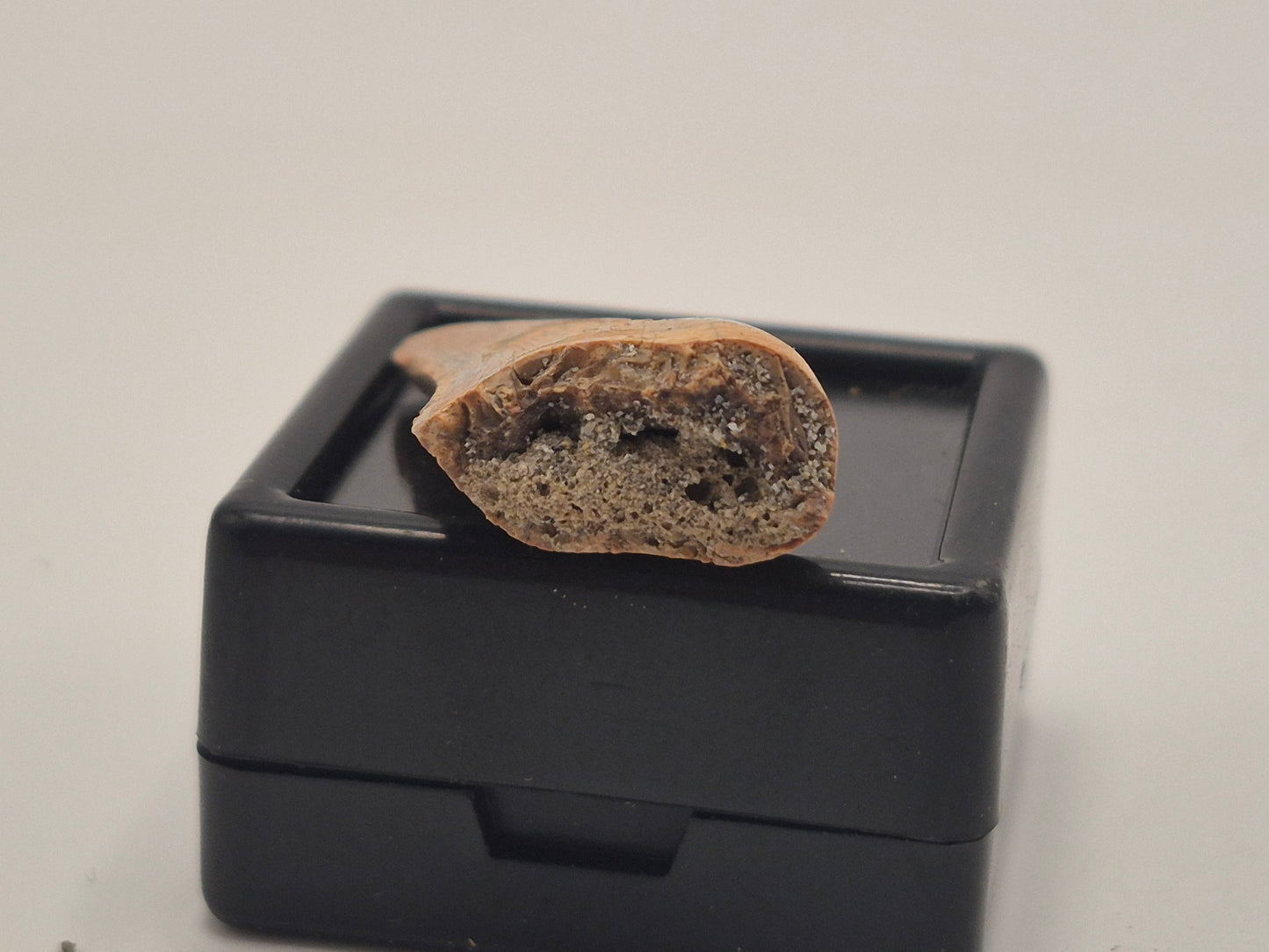1.19" Tyrannosaur Tooth (Judith River)