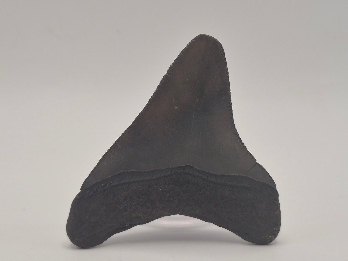 2.68" Megalodon Tooth (Georgia)