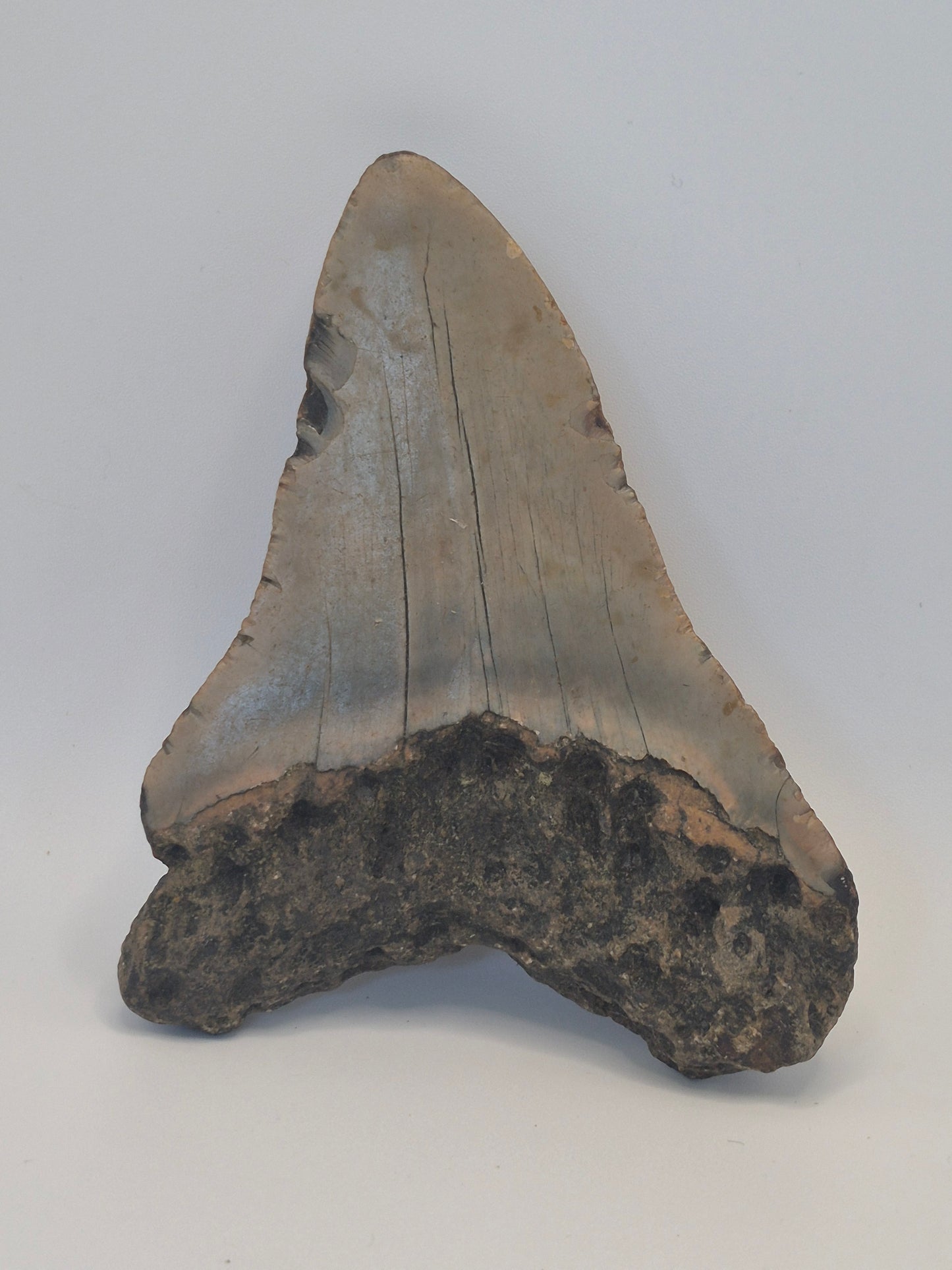 4.76" Megalodon Tooth(North carolina)