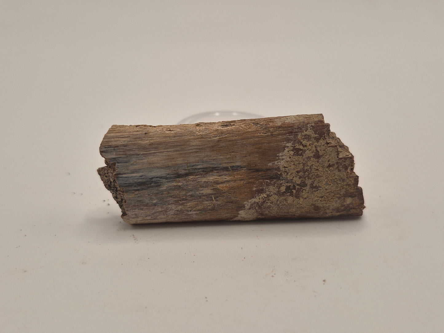 2.36" Dinosaur Rib Bone W/ Case (Judith River)