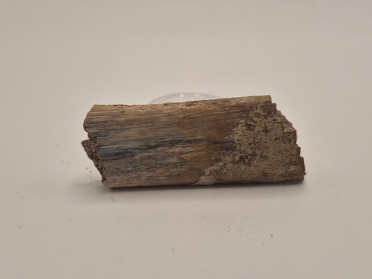 2.36" Dinosaur Rib Bone W/ Case (Judith River)